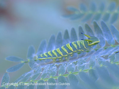 Carnarvon-caterpillar