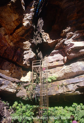 carnarvon-gorge-amphi