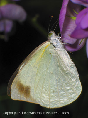 Narrow-winged pearl white