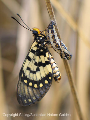 carnarvon_swallowtail2